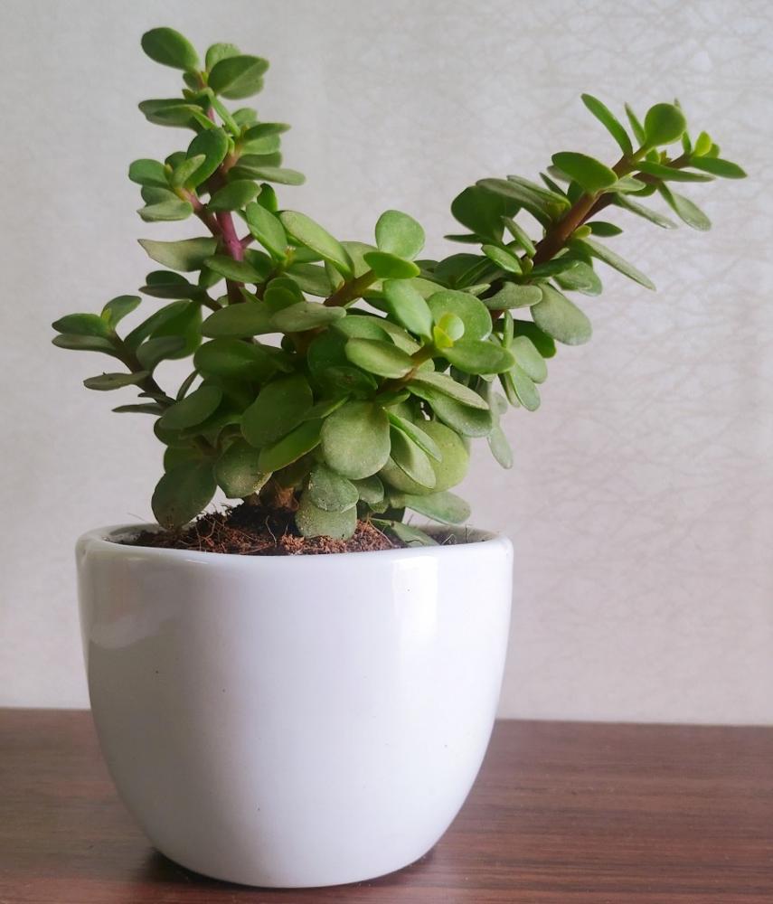 Lucky Jade Plant- (set Of 30)