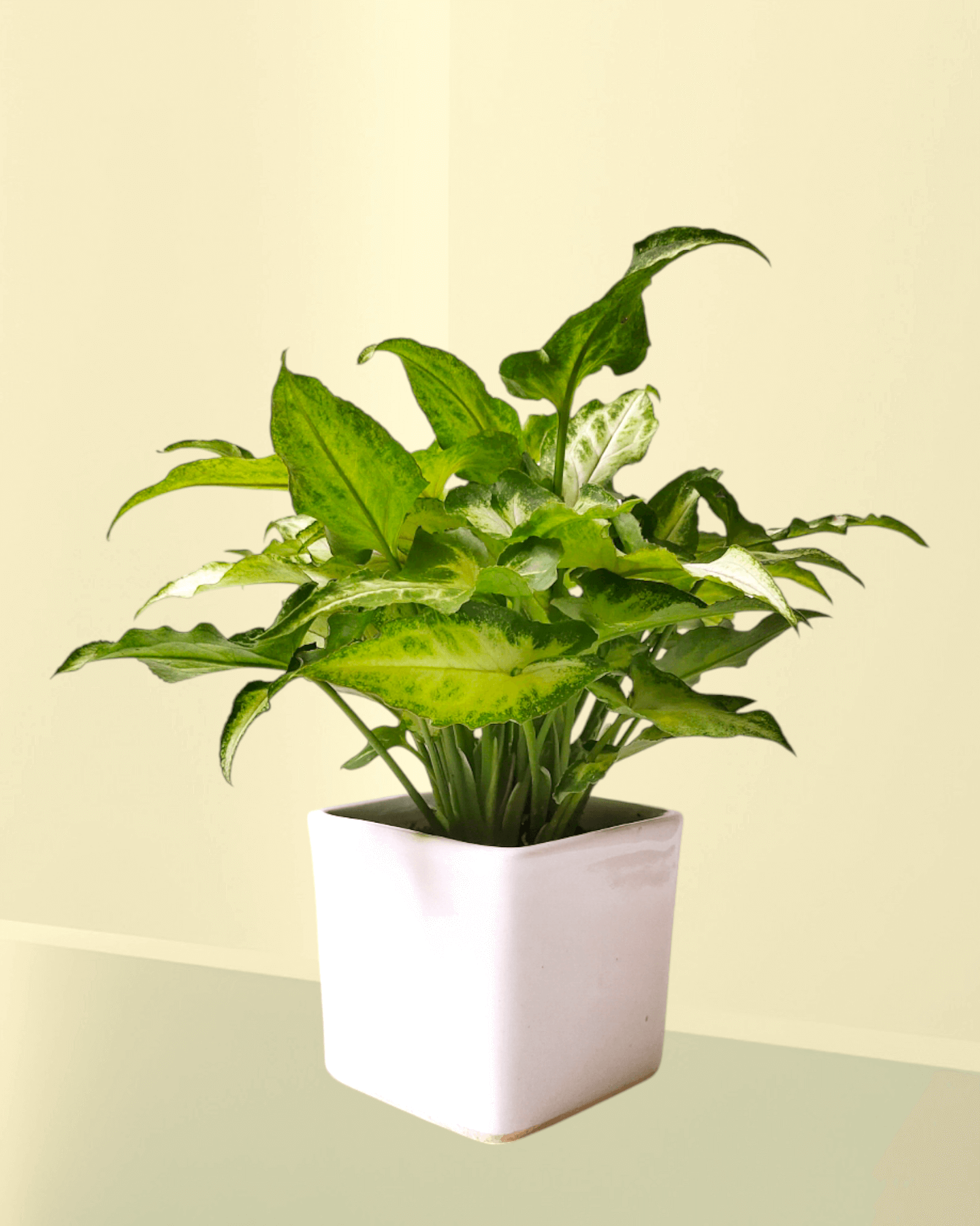 Mini Pixie Variegated (Set Of 25)